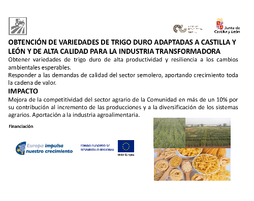 Obtención de variedades de trigo duro adaptadas a Castilla y León de alta calidad para la industria transformadora